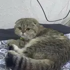 قط ذكر للتزاوج
