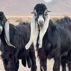 تيوس عوارض _مشاريع فحول