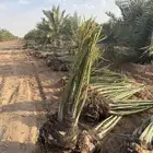 نخل مثمر للبيع مع التوصيل والزراعه