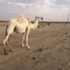 ثنيه تماميه لقحه