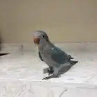 فرخ كويكر ازرق