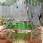 قفص طيور للبيع