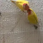 ببغاء روز