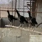 دجاج شامو الماني مستوى فاخر .