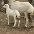 نعجه منتوج فاخره