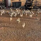 دجاج فدومي اللمنيوم العدد حول 150 جوز العمر فوق4 شهور
