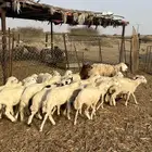 فران تربيه