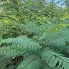 جكرندا جاكرنداارتفاع متر ونص الى مترين ونص الكمية 2000 حبه