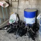 بط بلدي