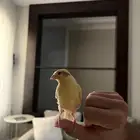 فروخ كناري ليموني 2