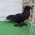 حمام بخاره مفتل