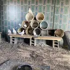6 ازواج حمام فرنسي وجوزين مهجن فرنسي وبكستاني