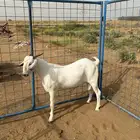 تيس بيشي اصيل