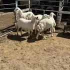 رخال حري