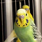 طيور بادجي ذكر و انثى غير أليفات مع قفصهم