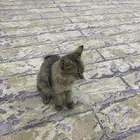 قطوة شيرازي للبيع على السوووم