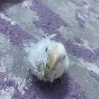 فرخ روز هدد