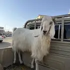 تيس فحل طيب