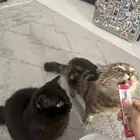 قطط ذكر وأنثى لتبني