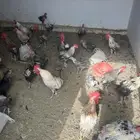دجاج بلدي وفيومي