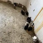 أرانب الحد 25