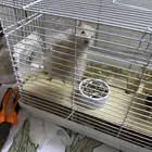 همستر سوري ذكر