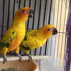 زوج صن كنيور منتج ومعاه بيض