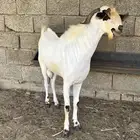 فحل بيشي فاخر