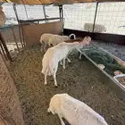 للبيع 4 رفيديات مضاريع ثنايا مضاريع