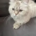 بسه