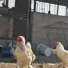 بيض براهما مخصب سوبر جامبو 1(TOB)