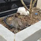 للبيع جوز ارنب صغير مع شبكهم واكل وماء