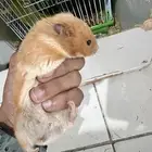 همتاروا للتبني مع ملحقاته