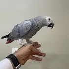 كاسكو هولندي 5 اشهر