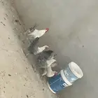 دجاج فيومي