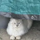 قطط للتبني مجانا