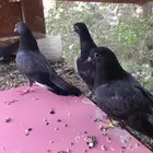 طبات صنعاني شيبه وانثتين هومر