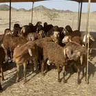 طليان سواكن حمري تربيه شرط النظافة والتجربة خير برهان