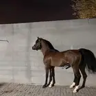 حصان فاخر للبيع