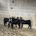 جفار من حلالي نظيفه