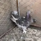 حمام تركي