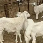 طليان حريه