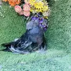 للبيع طبه بخاره