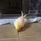 ابو عريش