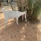 تيس هولندي صنف أجم