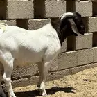 تيس بورقت