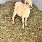 طلي رفيدي