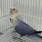 روز