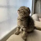 كيت قط سكوتش فولد للبيع