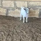 تيس قزمي